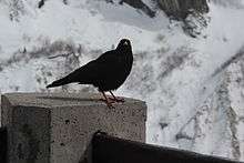 alpine bird on a post