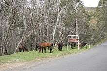 A small group of horses grazing next to a paved road