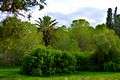 Alsos Akadimias green national park bush Nicosia Republic of Cyprus.jpg