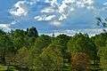 Alsos Akadimias national park forest autumn university of cyprus tower Nicosia Republic of Cyprus.jpg