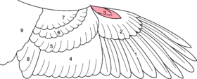 Drawing of the various parts of a bird's wing
