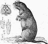 Drawing of gopher on its haunches, with inset drawings of mouth, paws and nails