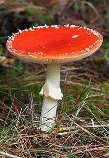a tall red mushroom with a few white spots on the cap