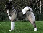 A large, dark gray dog with white legs and tail, with powerful features and a bulky appearance