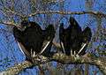Two large black birds with black unfeathered heads with their wings half-spread sitting on a tree branch in a tree with few leaves