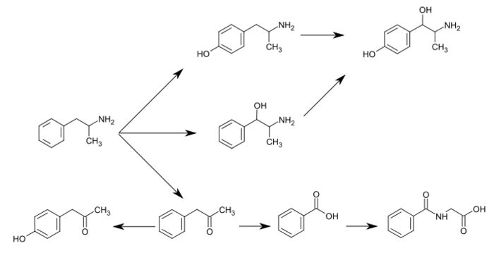 Graphic of several routes of amphetamine metabolism