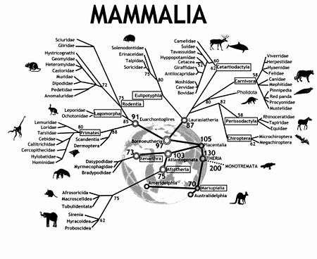 An evolutionary tree of mammals