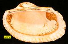 Ark clam fossil