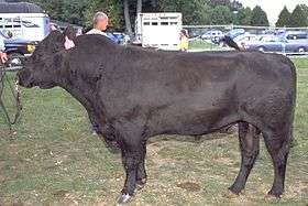 A black angus bull seen here side on