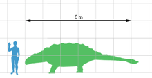 Outline of human superimposed on outline of Ankylosaurus