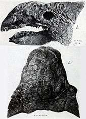 Two views of Ankylosaurus skull, from above and from the left
