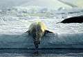 Antarctic, Crabeater Seal (js) 9.jpg