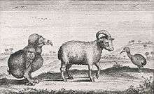 Drawing of a dodo, a one horned sheep and a red rail