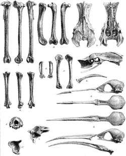 An illustration of bird bones, mostly laid out in vertical rows