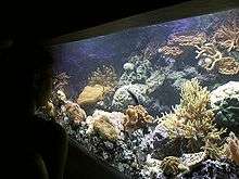 Photo of water, coral, and fish behind a glass wall.