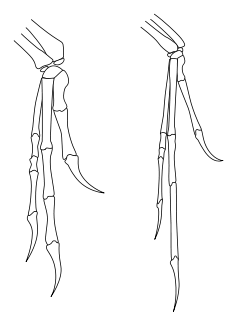 Outline of bones in forelimbs of Deinonychus and Archaeopteryx, both have two fingers and an opposed claw with very similar layout, although Archaeopteryx has thinner bones