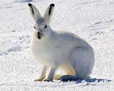 An all-white Arctic hare in snow