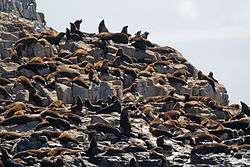 Australian fur seal colony on rocks