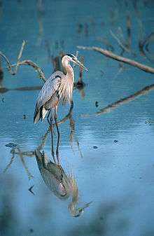 A large blueish white bird standing in water with its image reflected in the water