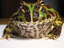 Regular Argentine horned frog