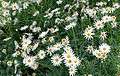 Argyranthemum frutescens cv Vera 1.jpg