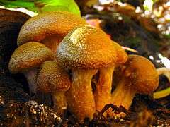 A group of five yellow-brown mushrooms clustered together. The mushroom caps are roughly convex, and have their edges rolled inwards towards the stem. The cap surfaces are covered with small short yellow scales. The stems are thick, with a thickness of about a third to a half the width of the caps. The mushrooms are growing in the dirt.