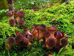 Two clusters of mushrooms growing in a bed of green moss. The mushroom caps are densely covered with small scales and are a reddish-brown that gets deeper in the center. Some caps appear shiny as is covered with a translucent slime. The mushroom stems are club-shaped and a very light reddish-brown.