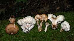 Six mushrooms of various shape and either brown or whitish in color, picked and laid in a row on a bed of moss. The two brown mushrooms have stems and caps. The smallest mushroom also has stem and cap, but is whitish-gray. Three other whitish-gray mushrooms are irregularly shaped and lumpy.