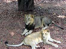 Asiatic lions in Thiruvananthapuram Zoo