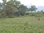 Grassland with a rhinoceros.