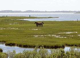 Horses in marshland