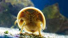 Underside of living horseshoe crab