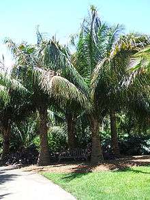 Five young palm trees planted together in a group, with a wooden bench below them. The trunks of the palms are marked with alternative pale and dark rings, and are only one-quarter to one-half the length of the leaves.