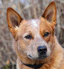 Cattle Dog head with an alert expression