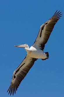 Australian pelican gliding