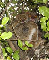 A baby woolly lemur clings to its mother's back as she clings to a tree.