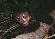 Cat-sized primate with large, membranous ears, black, coarse fur, long, skinny fingers, and forward-facing eyes climbing along a tree branch; its eyes shining yellow, reflecting back the light from the camera flash