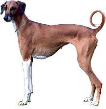 image of a slender dog vaguely like a greyhound. White front legs, rest of body light brown. very short hair, pronounced ribcage with some ribs visible, thin tail up and curved into a circle with a white tip. ears triangular in shape drooping down close to the head.