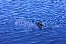 Basking shark filter feeding