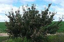 a large spreading shrub in an area of low vegetation less than 1 m (3.3 ft) high on a sunny day