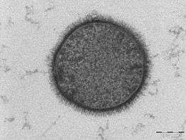 An image of the bacterium B. subtilis, one of the organisms found to survive the expected pressures of a major impact event.