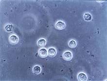 Circular microorganisms floating in blue fluid