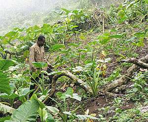 A farmer in Cameroon makes his way up a hill, surrounded by his large-leafed crop.
