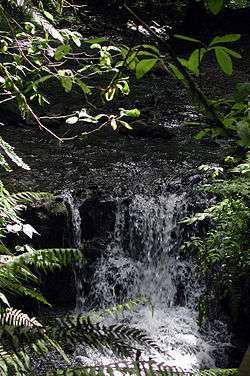 A stream about 4 feet (1.2 meters) wide tumbles over a 3-foot (1-meter) waterfall in a forest.