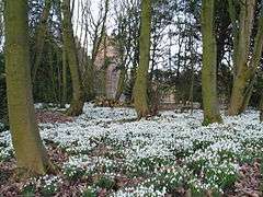 A view of some of the snowdrops in a carpet that can be found at Bank Hall in late winter/ early spring.