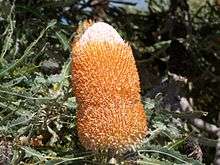 A flower spike surrounded by foliage. The flower spike is an upright cylinder of bright orange flowers, topped with a smaller dome of woolly white unopened buds. The leaves are dull green with serrated margins.