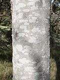 Closeup of a tree trunk. The bark has mottled patches of very light grey on a background of slightly darker grey.