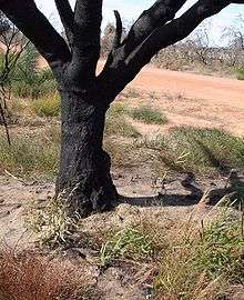  The charred trunk of a large burnt tree, with seedlings arising out of the bare sand around it