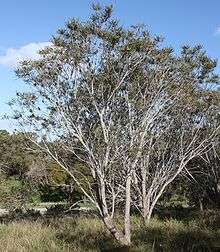 a large spreading tree about ten metres high in front of a slightly smaller tree, in grassland