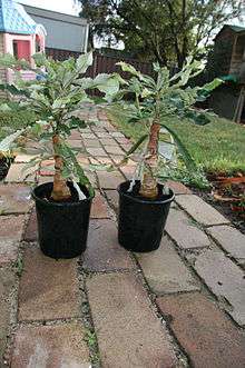 two potted seedlings with large trunks